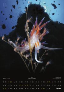 il calendario Ital-Box 2025 Agosto medusa