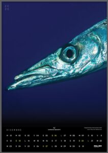 il calendario Ital-Box 2025 Dicembre Barracuda